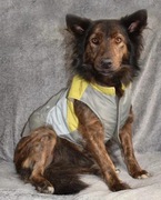 The Humane Society ubranko dla psa kurteczka r.M