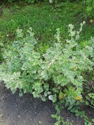 Sadzonki  bylica piołun 10 zł sztuka 