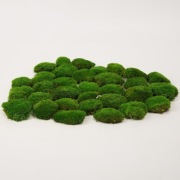 Mech dekoracyjny stabilizowany naturalny zielony do terrarium DIY ozdób