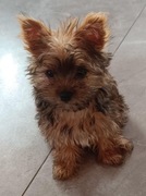 Yorczki szukają domku