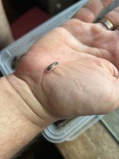 Porcellio laevis dairy cow - prosionki izopody EKIPA SPRZĄTAJĄCA