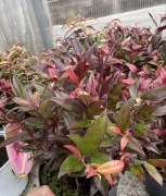 Kiścień Zeblid oraz Makijaż