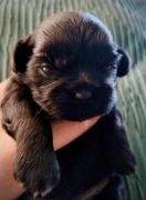 ShihTzu z IV pokoleniowym rodowodem 