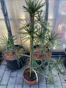 Sośnica kolekcjonerska Twister