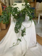 MONSTERA MONKEY MASK