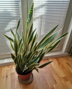 Sansevieria, czyli "Uszy" , wysokość 110cm, zdrowa, dorodna.