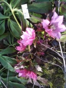 ciemiernik helleborus double crown rose 12 nasion