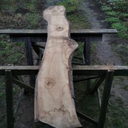 deska tarcica orzech włoski orzecha włoskiego 1