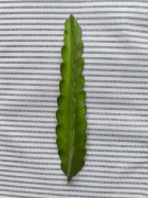 Nieukorzeniona sadzonka kaktusa Pitaja/Smoczego owocu - ok. 40 cm