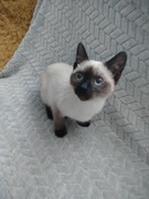 Kocięta syjamskie  seal point