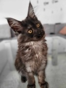 Piękna koteczka Bella Maine Coon