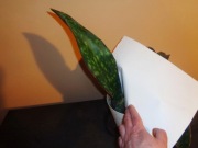 Sansevieria elliptica 'Horwood'