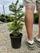 Jodła koreańska / Abies koreana / 30-40cm / 3l