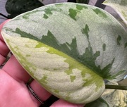 Scindapsus Yupa - pędówka