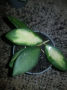 Hoya hoja ds70 variegata aff. burtoniae