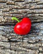 Adam's Heart Papryka Słodka 