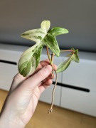 Philodendron Florida Beauty