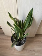 Sansewieria Sansevieria ,,Superba” duża roślinka 6x w doniczce