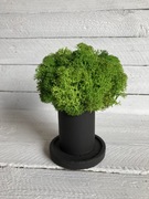 Chrobotek w czarnej doniczce z betonu z podstawką.