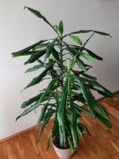 Dracena Fragrans,Wonna,150 cm