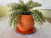 Doniczka Podstawka Sztuczny Kwiat Rozchodnik Morgana Burito 1kpl