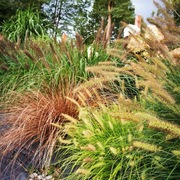 Rozplenice mix 5 szt