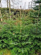 Choinki Jodła kaukaska