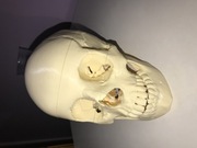 Czaszka ludzka anatomia