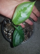 Scindapsus Officinalis 