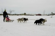 Szorki-Sled, Szelki, Uprząż Husky,Malamut rozm S
