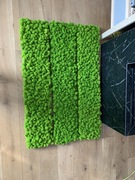 Panel z Mchu na wymiar 1m2 Chrobotek Reniferowy 