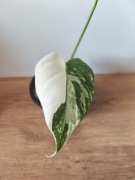 Piękna Monstera Variegata Deliciosa 2 liście -  ukorzeniona 