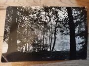 Widokówka Woliński Park Narodowy, 1965 rok