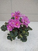 Fiołek afrykański Ma's Melody Girl