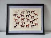 Obraz grafika konie (4) rasy koni