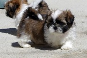 shih tzu szczeniaczki gotowe do zmiany domu 