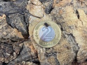 Eresus walckenaeri orange ring L3/L4 pająk