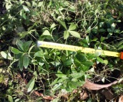 Barwinek pospolity-Vinca, duża sadzonka