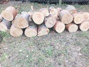 Sosna świeżo ścięta 