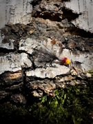 Micro jig na białoryb