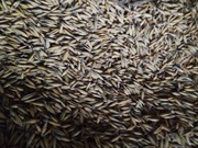 Owies jary siewny-czyszczony Rambo i bingo