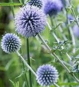 Nasiona  pięknej miododajnej  rośliny przegorzan.