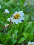 Dębik ośmiopłatkowy / Dryas octopetala