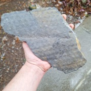 Skamieniałość duży odcisk Stigmaria ficoides Sigillaria