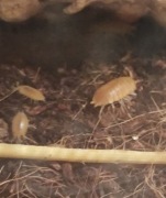 Isopody "Porcellio Laevis" (Powder Orange) - Mix 20 sztuk