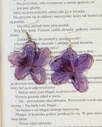 Kolczyki suszone kwiaty Azalia 