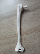 Prawa kość ramienna kostek szkielet ciało człowieka National Geographic