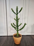 Euphorbia mayurnathanii variegata XXL 