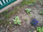 FUNKIA HOSTA CAROL