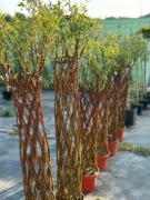 Wierzba Pleciona od 110 cm do 190 cm 